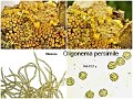 Oligonema persimile-amf2254
